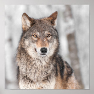 Poster Loup Gris (Canis lupus) Avec Une Oreille De Retour