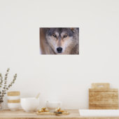 Poster loup gris, Canis lupus, gros plan dans les yeux (Cuisine)