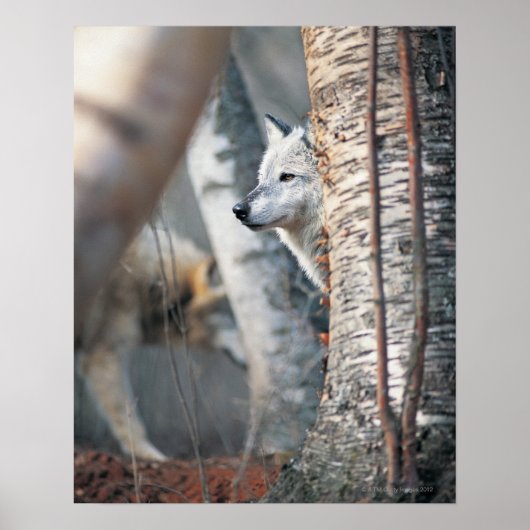 Poster Loup Gris Derrière Arbre (Devant)