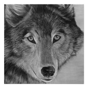 Poster loup gris d'ofa réaliste noir et blanc de peinture
