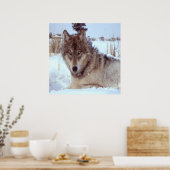 Poster Loup gris en hiver (Cuisine)