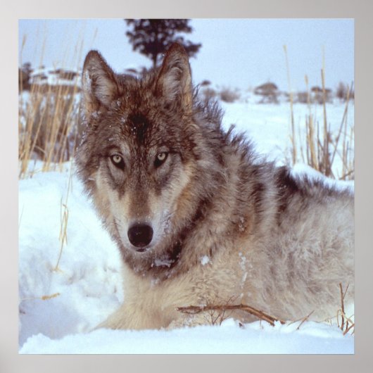 Poster Loup gris en hiver (Devant)