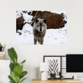 Poster Loup gris en neige (Bureau à domicile)