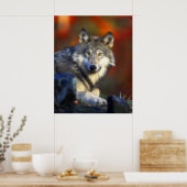 Poster Loup gris, Espèces menacées Photographie numérique (Cuisine)