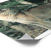 Poster Loup gris hurle (Coin)