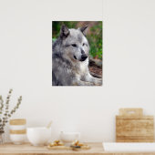 Poster Loup gris Pose-168 (Cuisine)