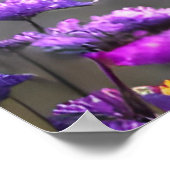 Poster Loup gris Stare - fleurs roses et violettes (Coin)