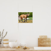 Poster Loup Mané marchant sur l'herbe (Cuisine)