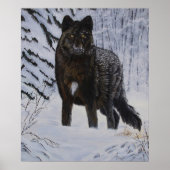 Poster Loup noir (Devant)