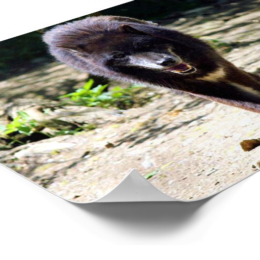 Poster loup noir (Coin)