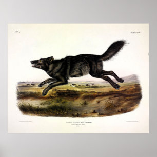 Poster Loup noir ou Loup noir-américain (Canis Lupus)