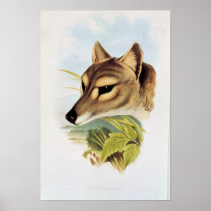 Poster Loup ou tigre tasmanien