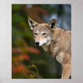 Poster Loup rouge (Devant)