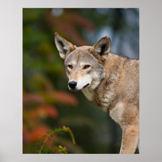 Poster Loup rouge (Devant)