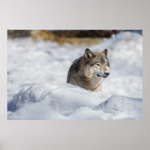 Poster Loup solitaire en neige