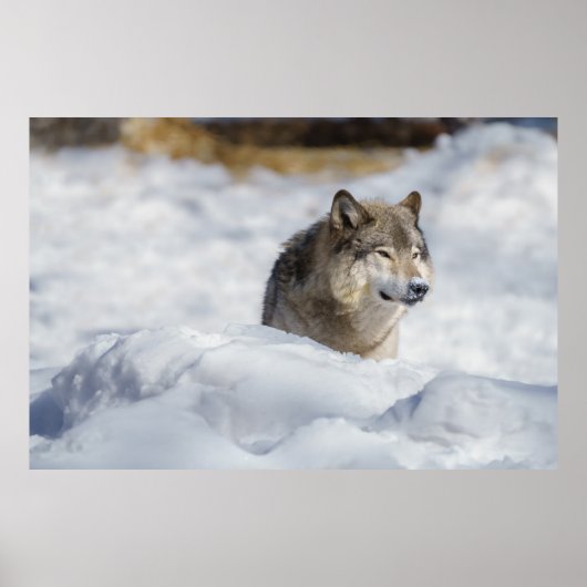 Poster Loup solitaire en neige (Devant)