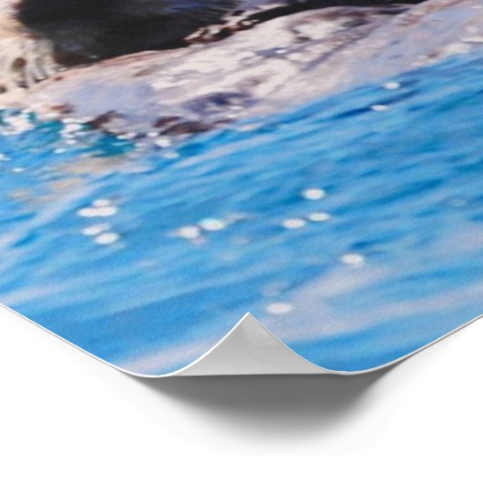 Poster Loupe de mer (Coin)