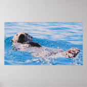 Poster Loupe de mer (Devant)