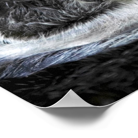 Poster Loupe de mer (Coin)