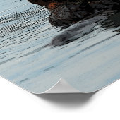 Poster Loupe de mer de l'Alaska (Coin)