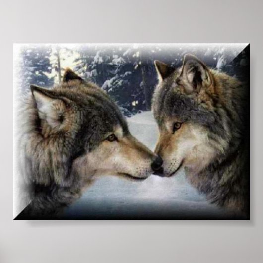 Poster Loups (Devant)