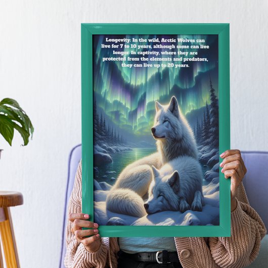 Poster Loups blancs arctiques en Neige