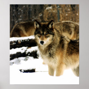 Poster Loups dans la neige