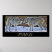 Poster Loups De Yellowstone (Devant)