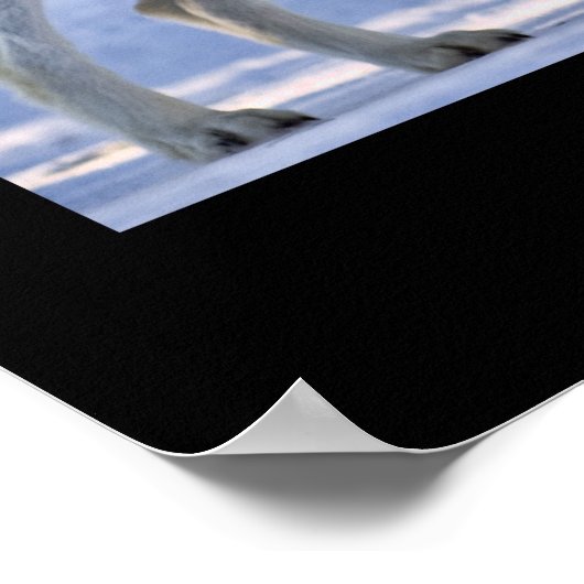 Poster Loups De Yellowstone (Coin)