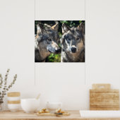 Poster Loups gris en pleine nature (Cuisine)