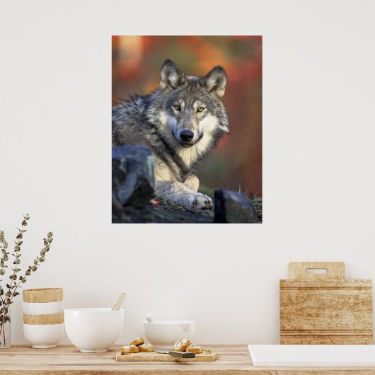 Poster Loups Gris Loup Canis_lupus (Cuisine)