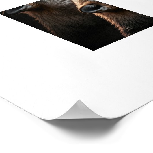 Poster Loups Yellowstone (Coin)