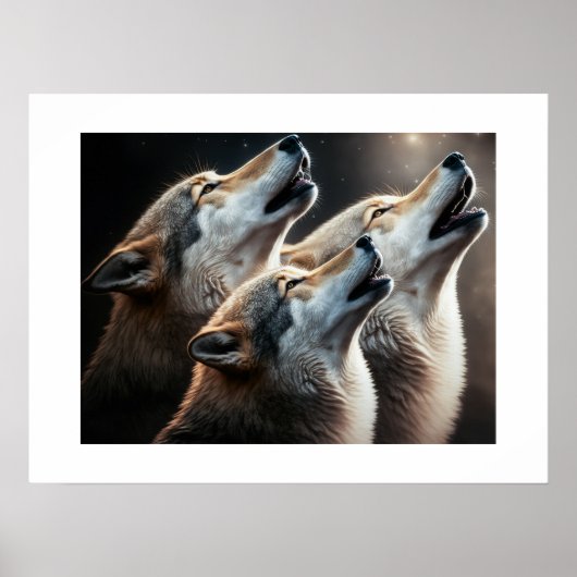 Poster Loups Yellowstone (Devant)