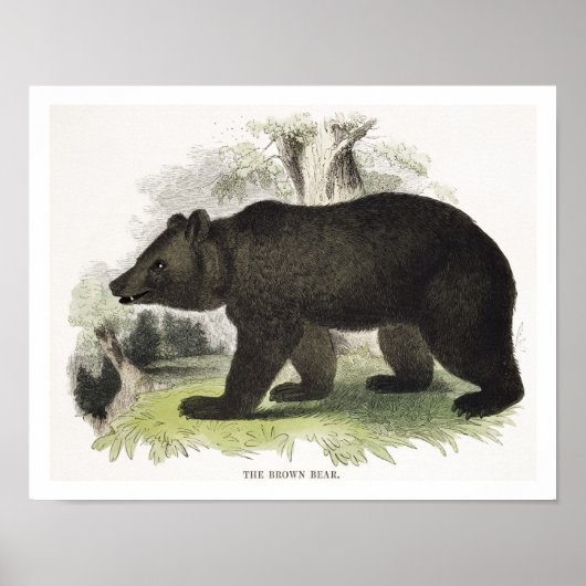 Poster L'ours Brown, pub d'illustration pédagogique. par (Devant)