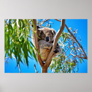 Poster L'Ours de Koala