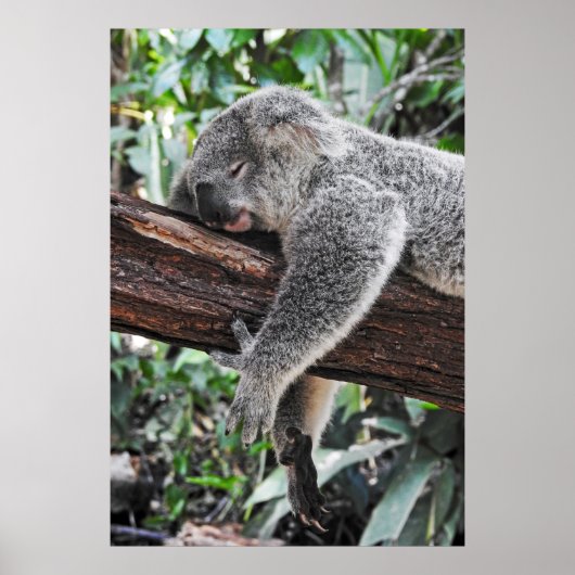 POSTER L'OURS DE KOALA DORT SUR L'ARBRE (Devant)