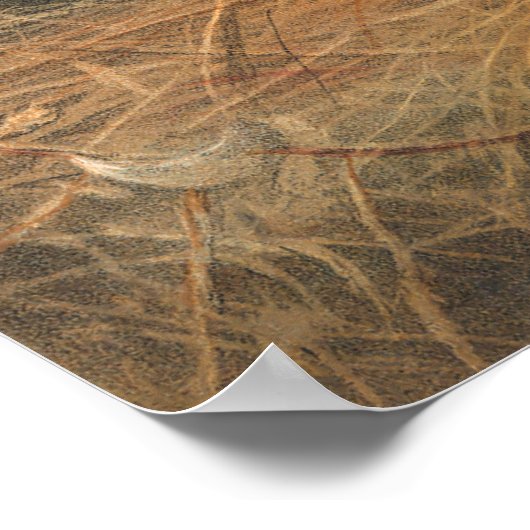 Poster L'ours syrien par Joseph Wolf (Coin)