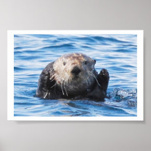 Poster Loutre de mer