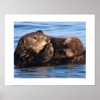 Poster Loutre de mer maman et adorable petit