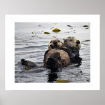 Loutre de mer mère et petit