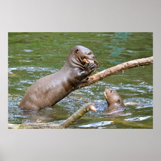 Poster Loutre géante mangeant un poisson (Devant)