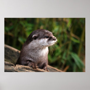 Poster Loutre gris mignonne