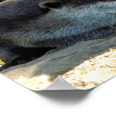 POSTER LOUTRES (Coin)