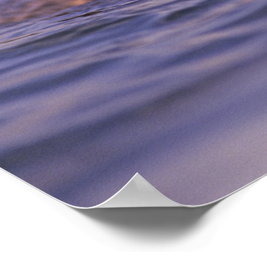 Poster Loutres de mer, Enhydra lutris (Coin)