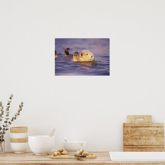 Poster Loutres de mer, Enhydra lutris (Cuisine)
