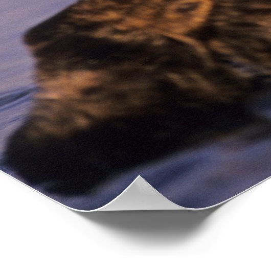 Poster Loutres, Enhydra lutris 5 (Coin)