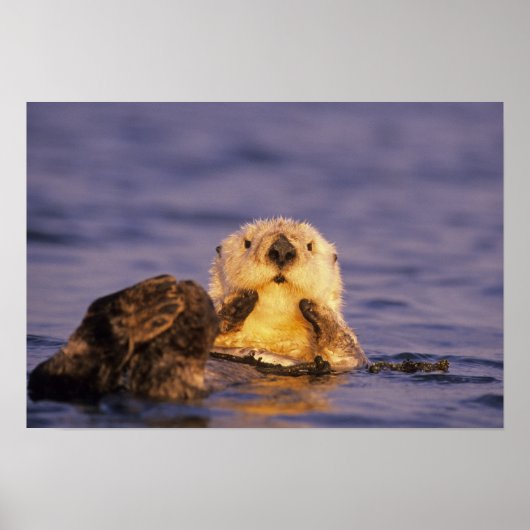 Poster Loutres, Enhydra lutris 5 (Devant)