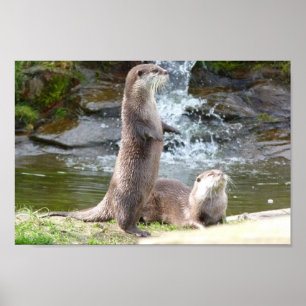 Poster Loutres par une cascade