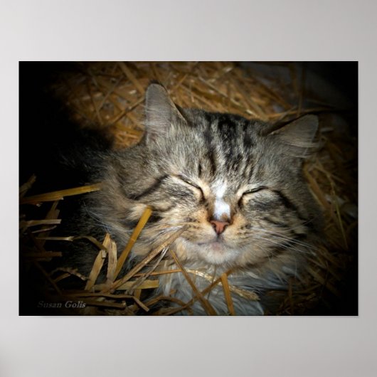 Poster Love Feral Chat Dormir au lit de paille Photo (Devant)