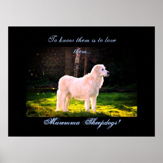Poster Love Maremma cheepdogs II (Devant)